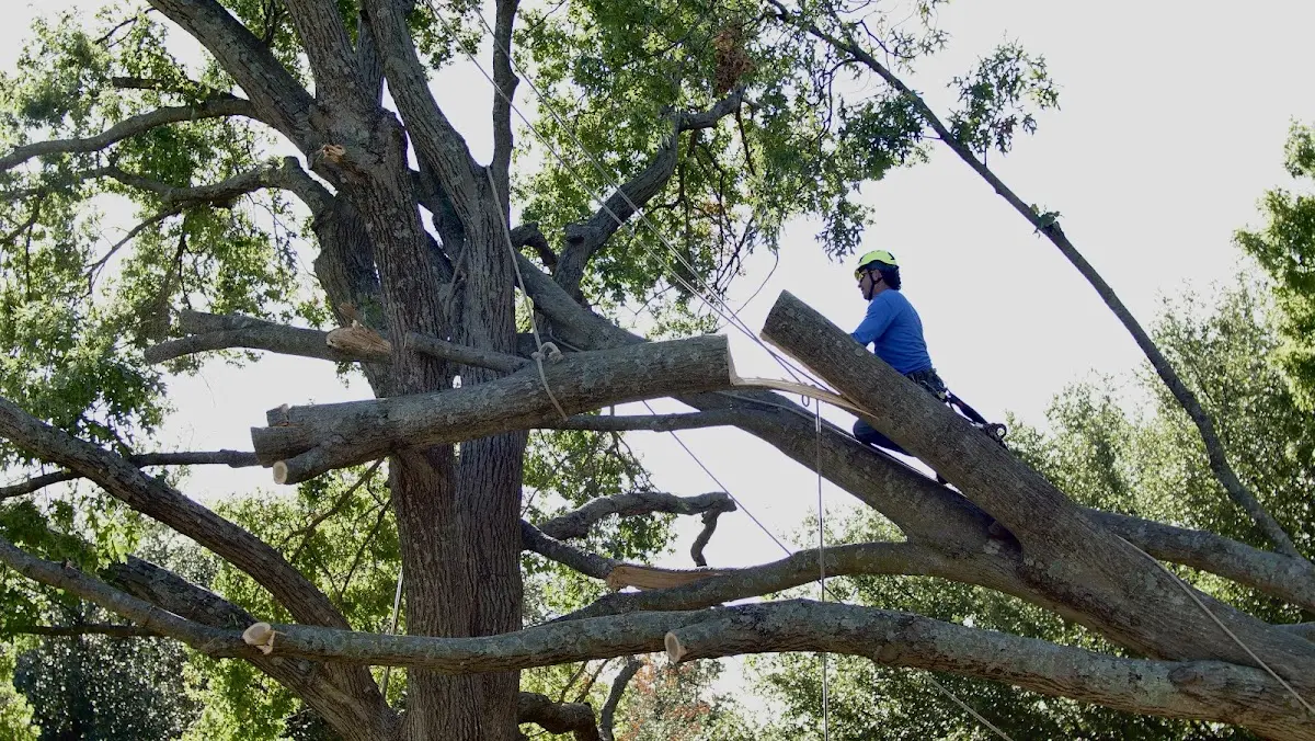 Professional Crown Thinning performed by certified arborists in Parks